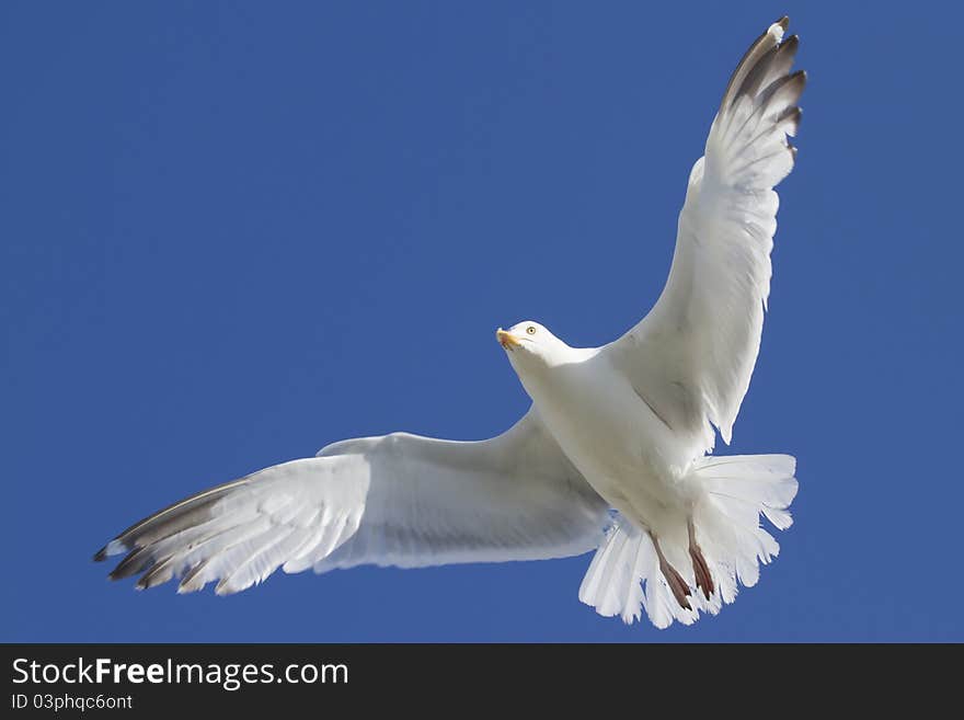 Herring Gull in flight large gull closeup