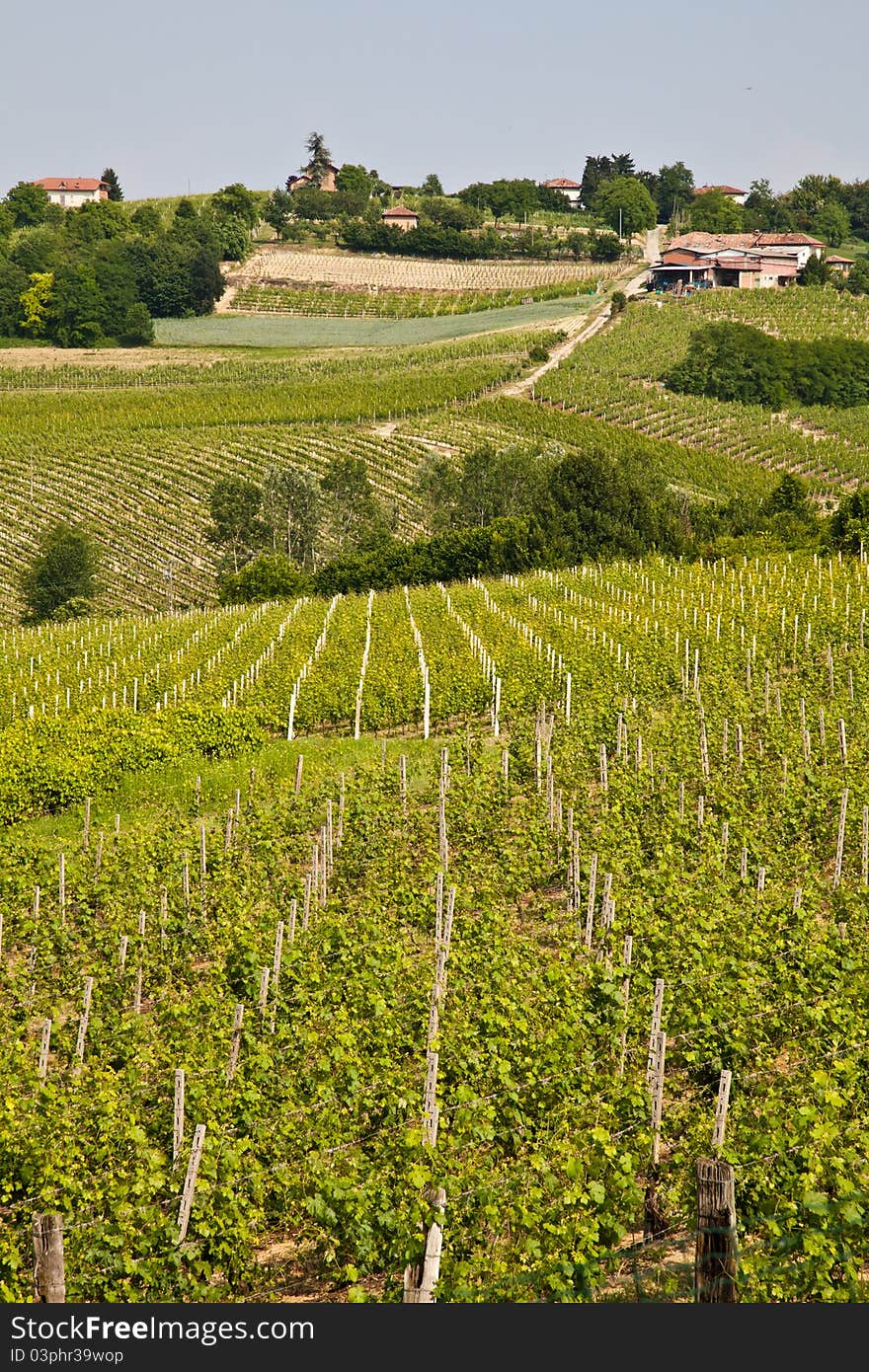 Barbera vineyard during spring season, Monferrato area, Piedmont region, Italy. Barbera vineyard during spring season, Monferrato area, Piedmont region, Italy