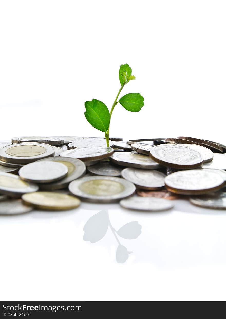 Green plant on coins