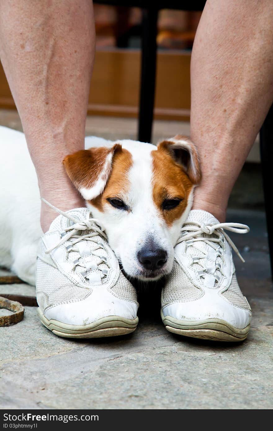 Young, cute dog looking for protection through the legs of his