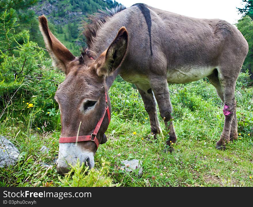 Donkey on Italian Alps