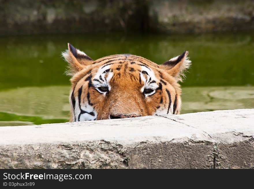 A hungry tiger looking for food in a private zoo, Italy. A hungry tiger looking for food in a private zoo, Italy