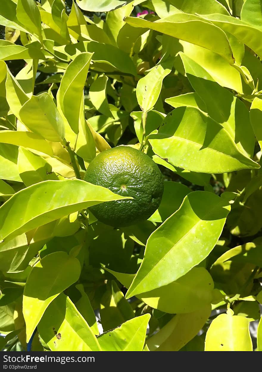 Sunny lime. Picture can be used as a background