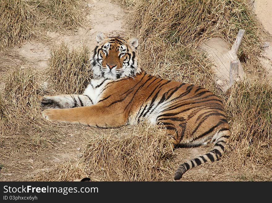 Tiger lying down