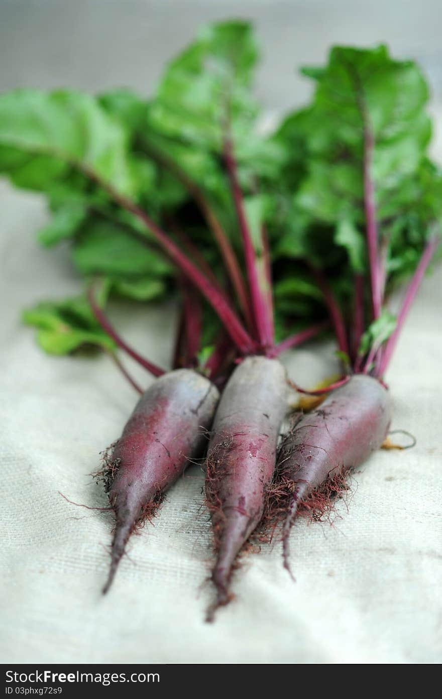 An image of fresh purple beetroots with green leaves