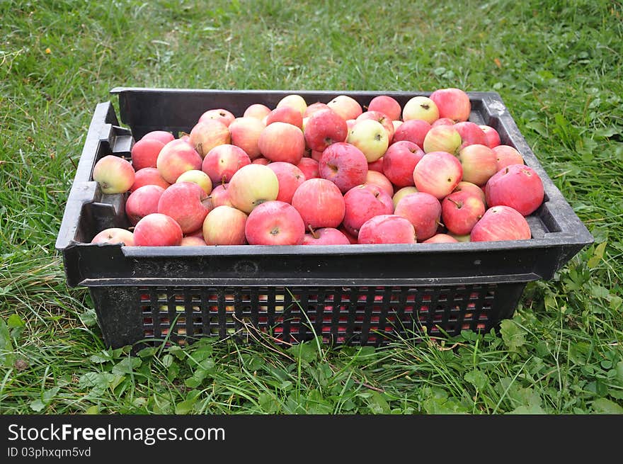 Red apples lie in a black box which costs on a grass. Red apples lie in a black box which costs on a grass