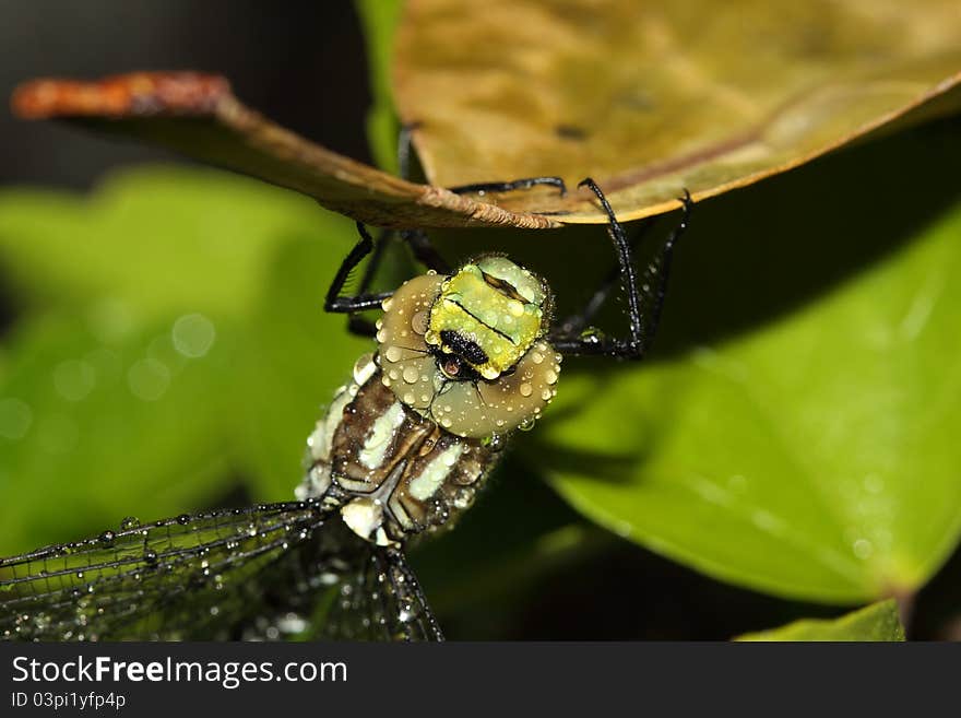 Dragonfly resting on the stem