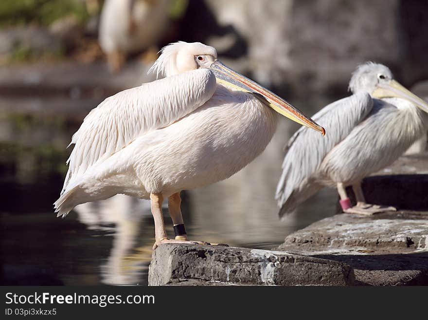 Pelican is resting in sunlight