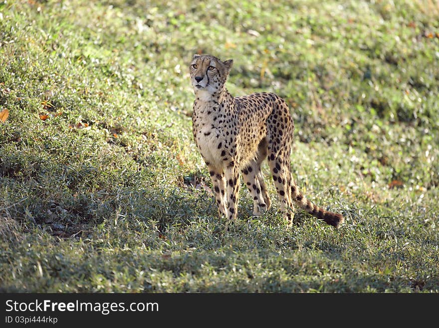 Cheetah is watching something in sun light.