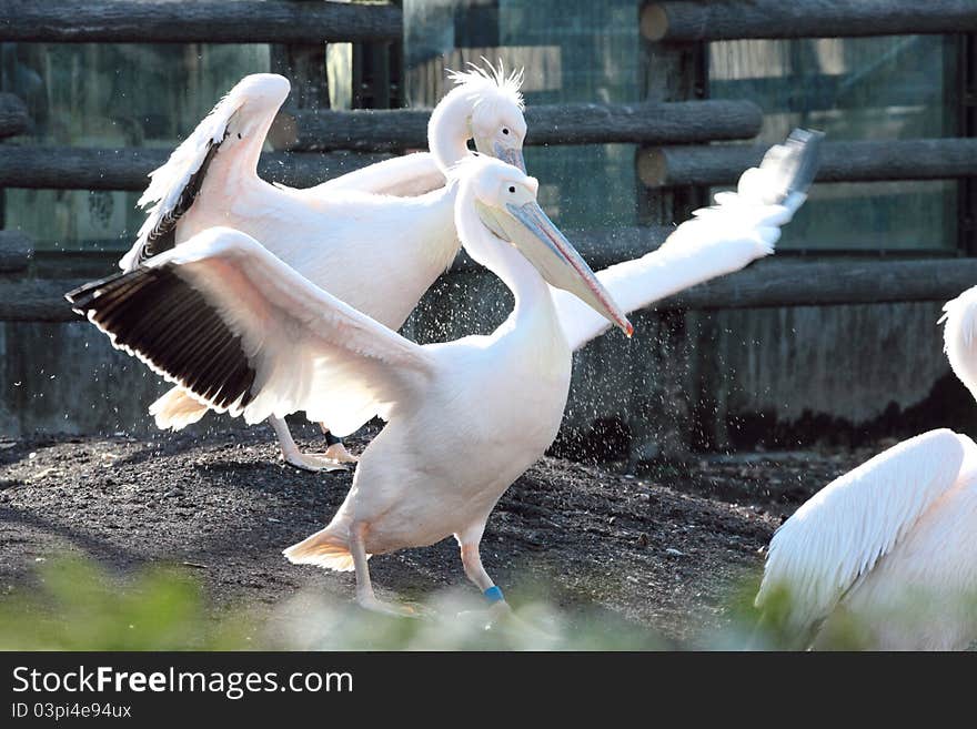 Pelican is going to fly in sunlight