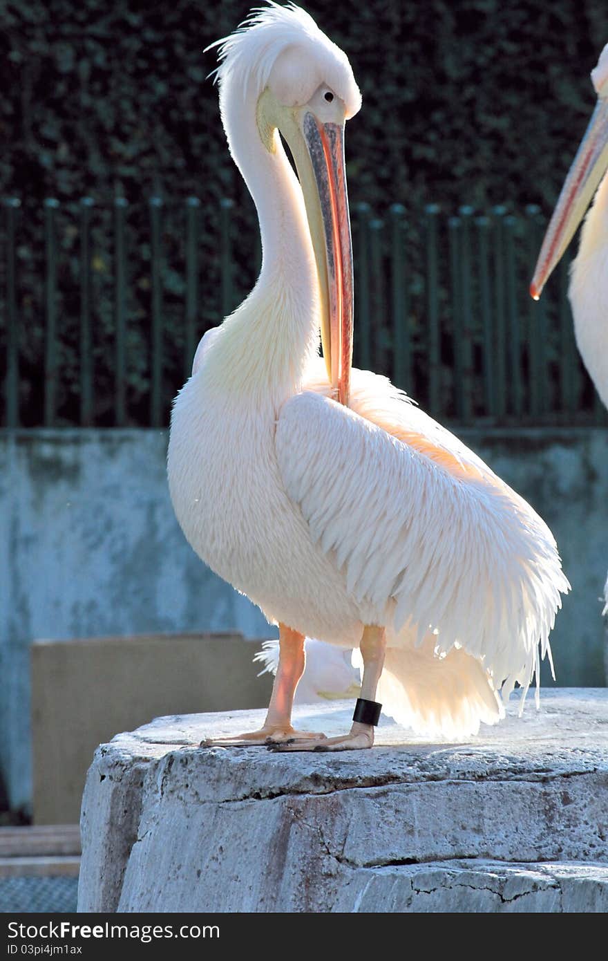 Pelican is watching somewhere with sunlight