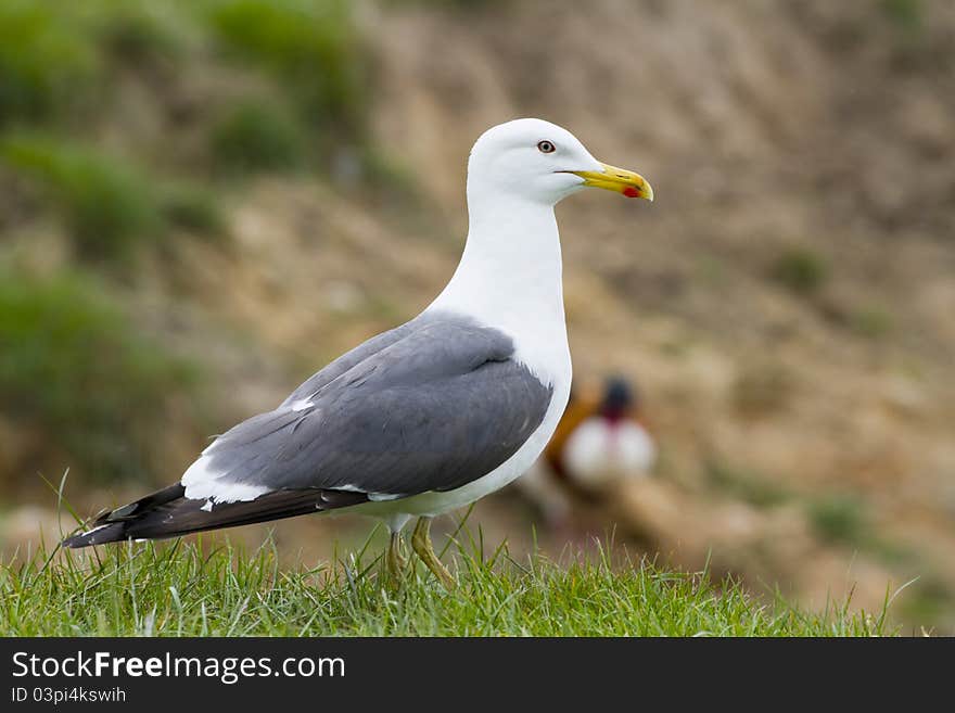 Herring Gull