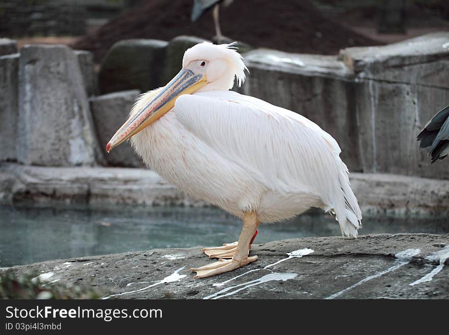 Pelican is watching somewhere with sunlight