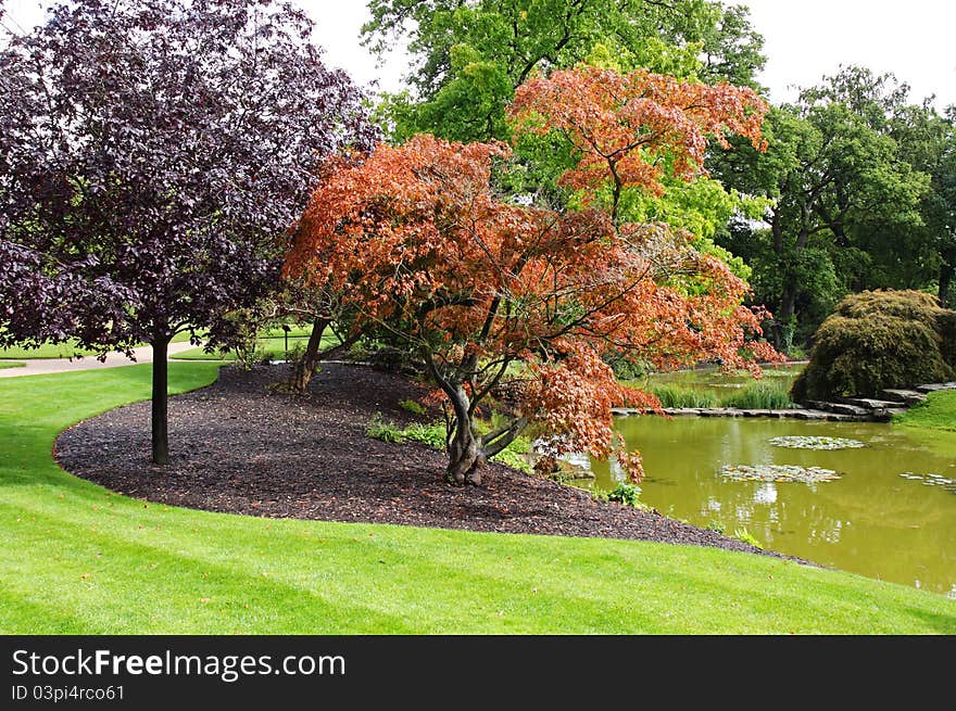 An English Landscape garden with Lake and colorful Maple Trees. An English Landscape garden with Lake and colorful Maple Trees