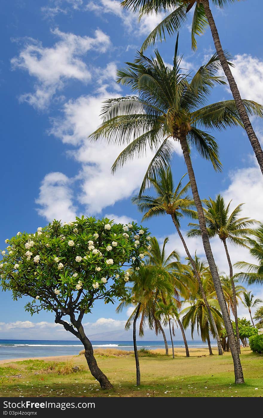 Plumeria and Palm Trees