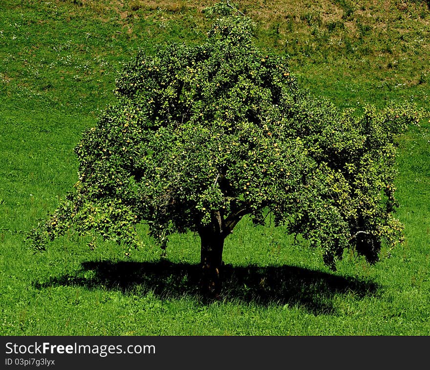 An apple tree in late August located in the Swiss canton of Fribourg near the medieval town of Gruyères.