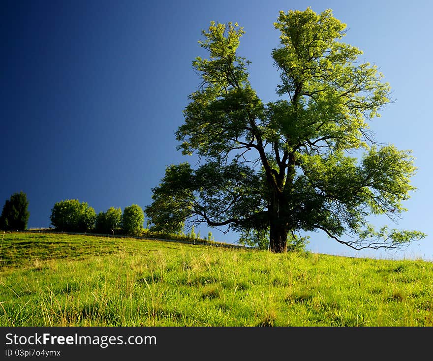 A tree late in the afternoon in August on the slopes leading up to the medieval town of Gruyères, Switzerland.