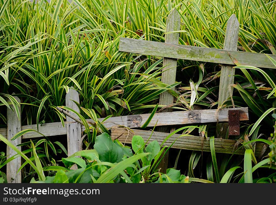 This is a minor landscape in a garden. This is a minor landscape in a garden.