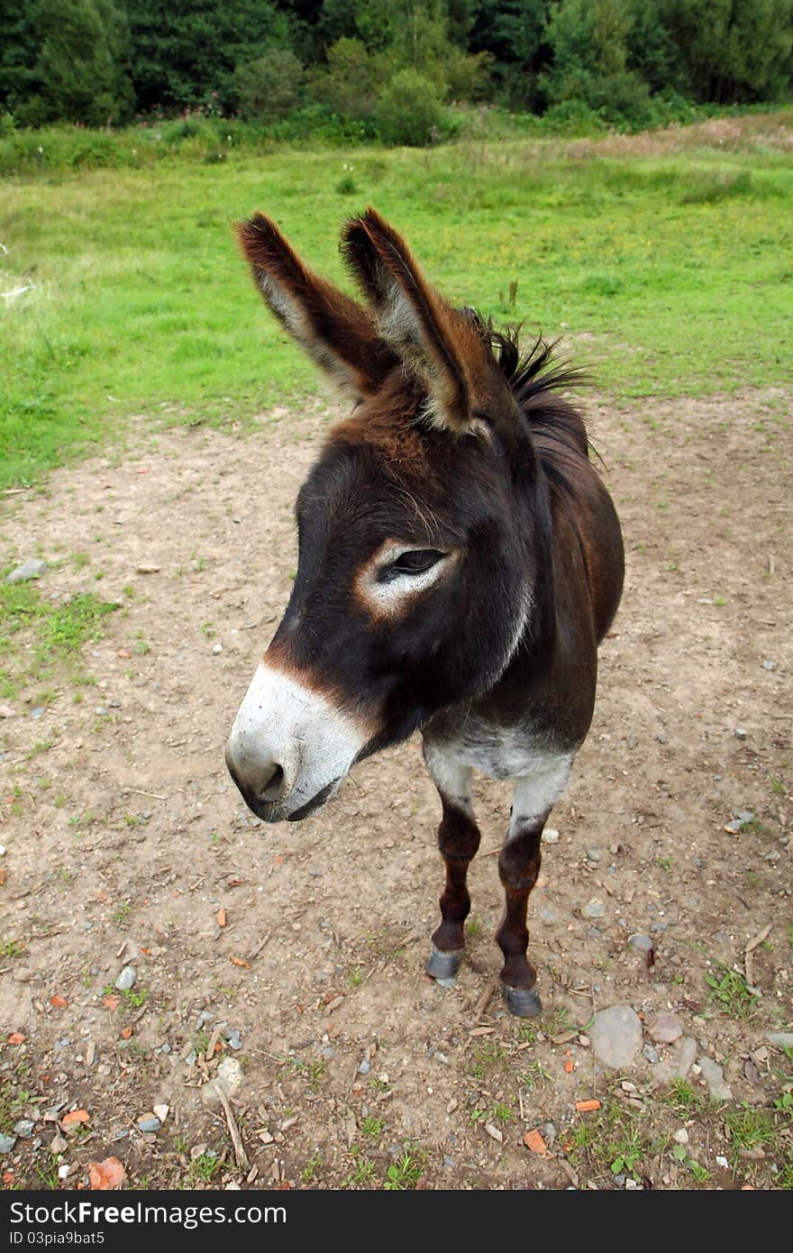 Brown donkey looking a little bit weird