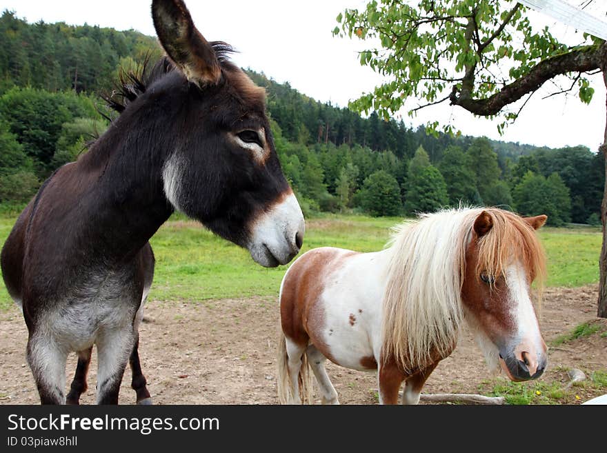 A brown donkey looking at the pony by his side