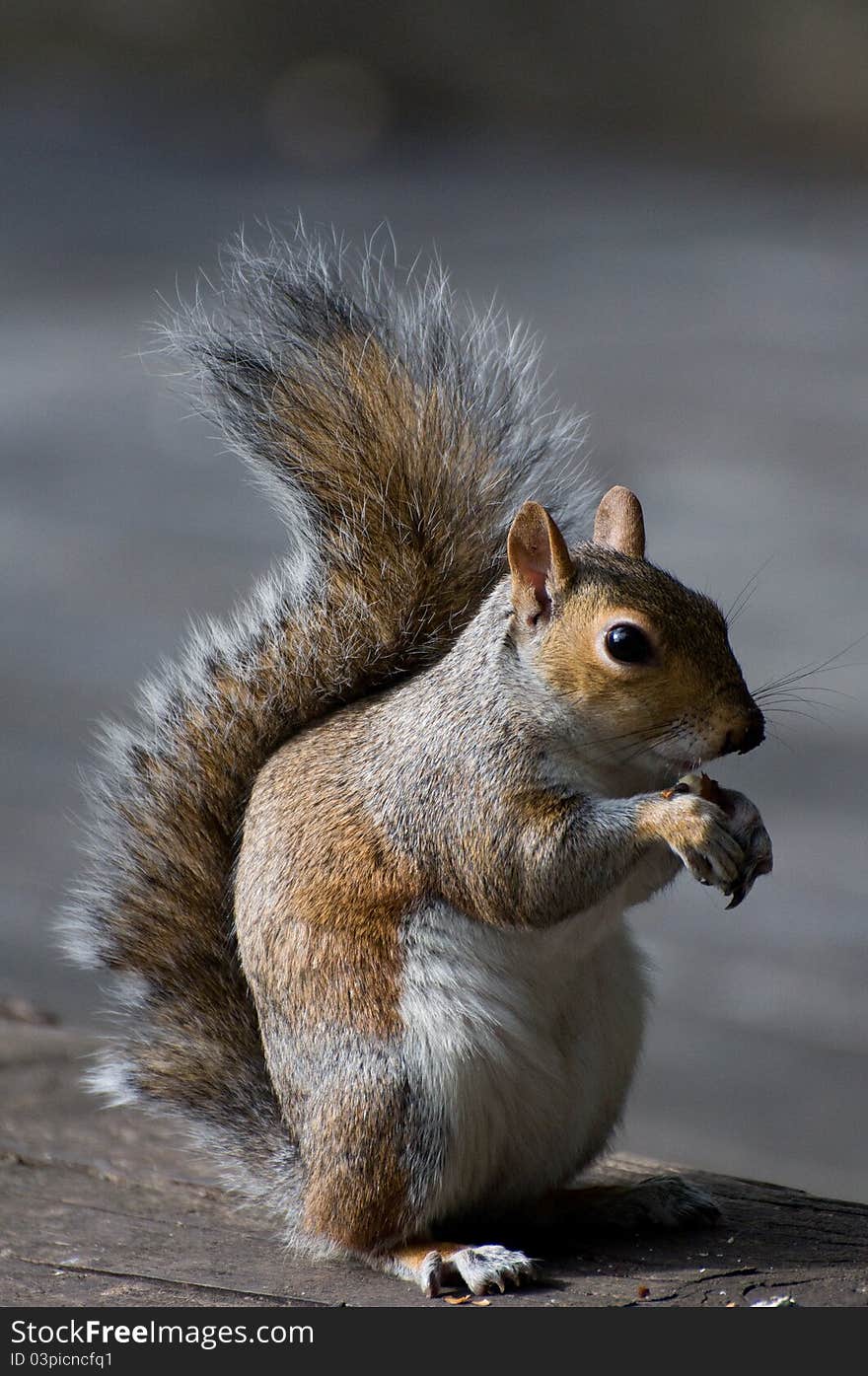 Hungry squirrel in london/uk