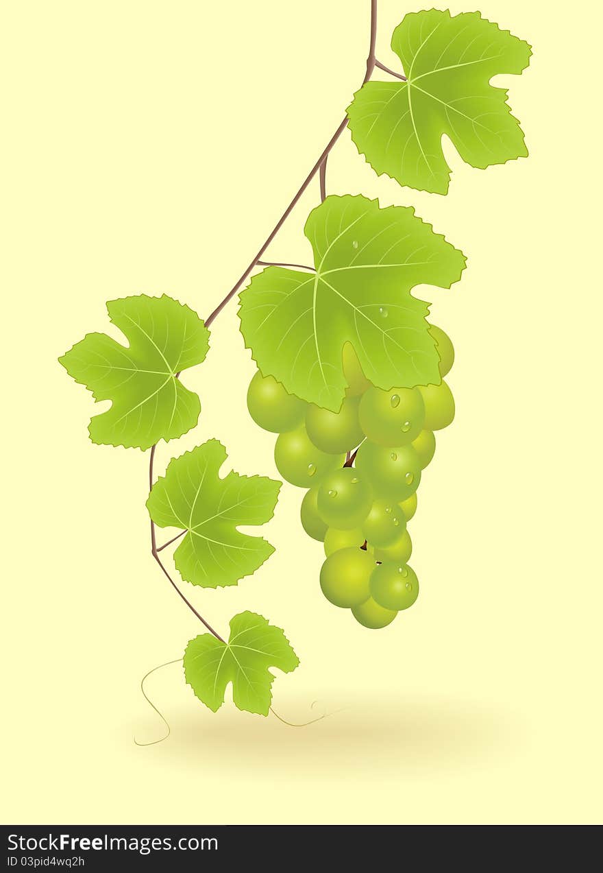 Bunch of green grapes. vector realistic illustration. Bunch of green grapes. vector realistic illustration