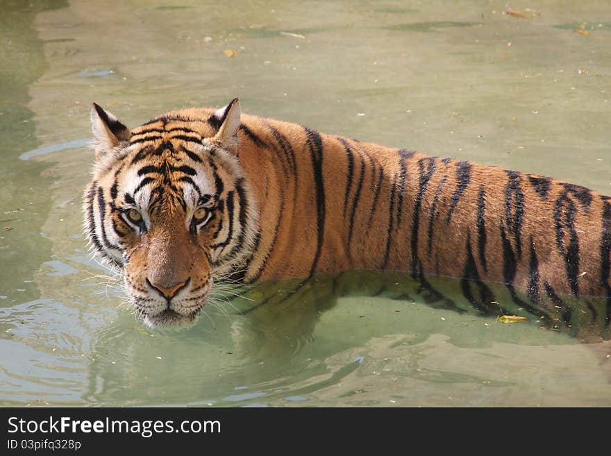 Tiger in water