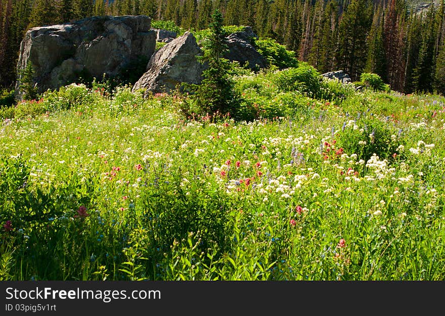 Field Of Flowers