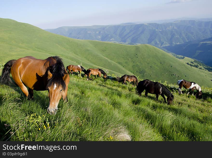 Wild horses on the high mountain