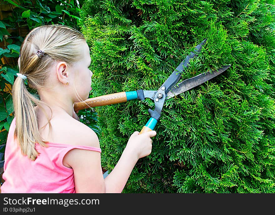 Girl cuts green bush with scissors. Girl cuts green bush with scissors