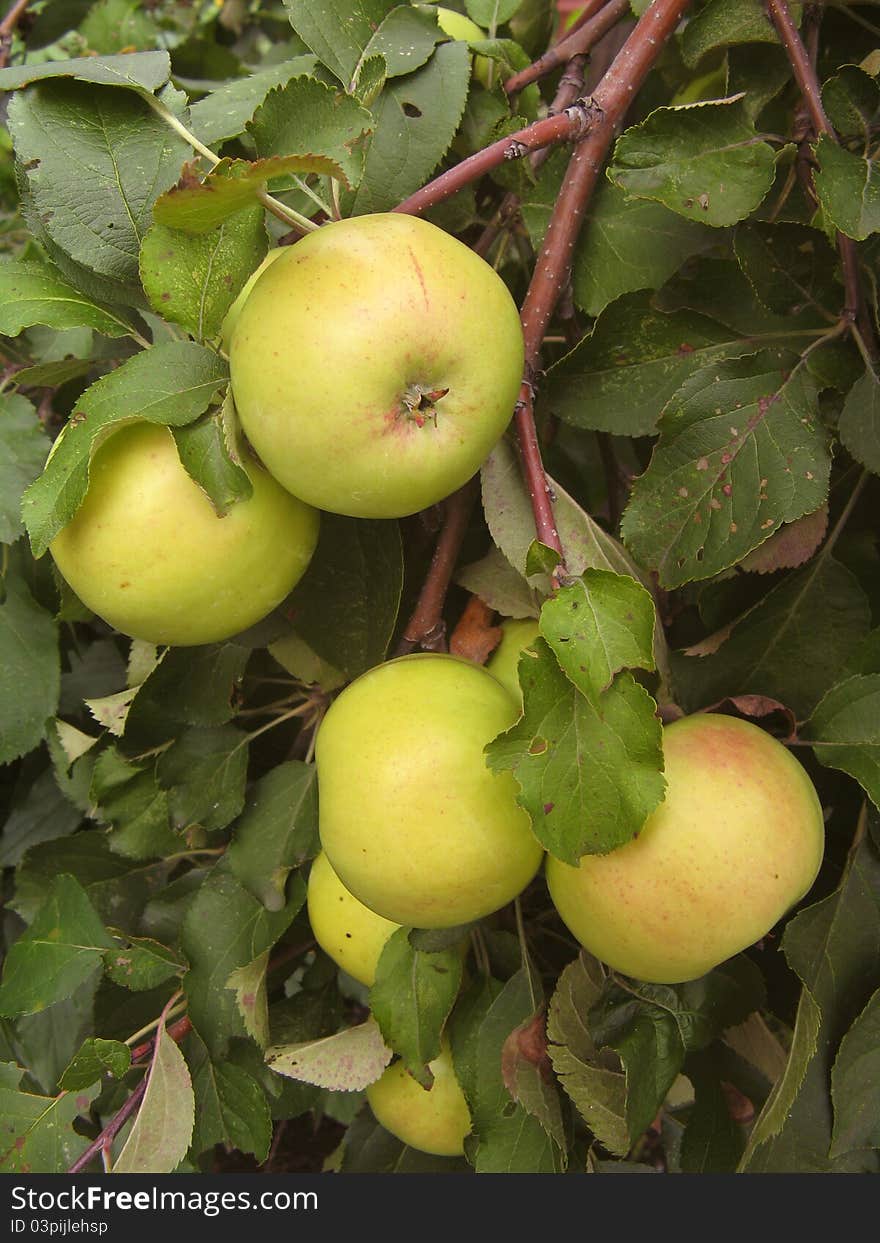 Apples hang on branches green leaves