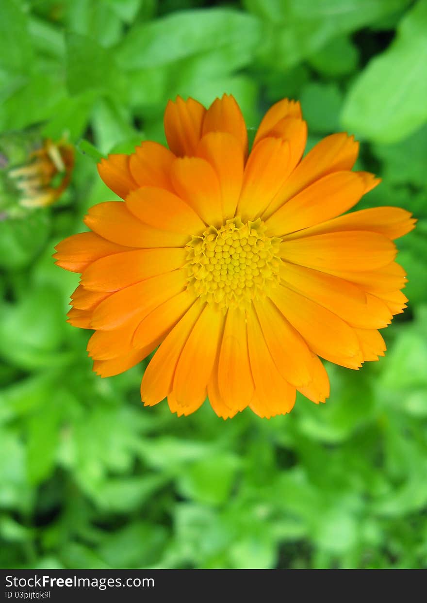 Orange flower