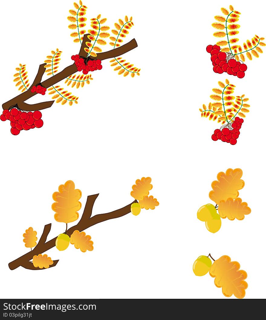 Illustration  leaves oak,  rowan-berry