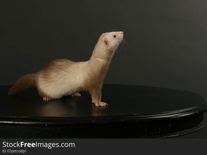 Ferret