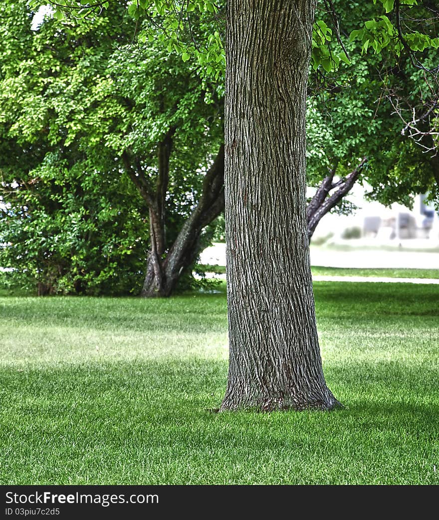 Trunk of a large Cottonwood tree in a city park with lush green grass. Trunk of a large Cottonwood tree in a city park with lush green grass.