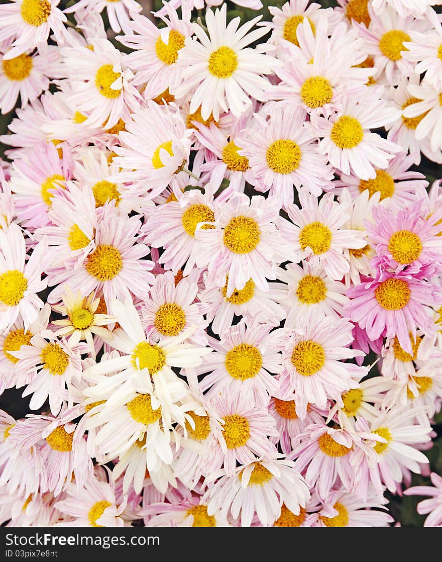 Pink chrysanthemums