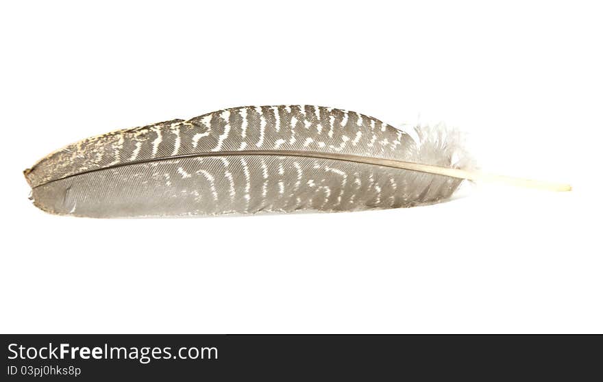 Feather from a Guinea Fowl. Feather from a Guinea Fowl