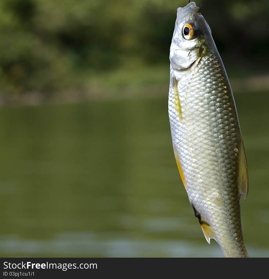 Small Fish