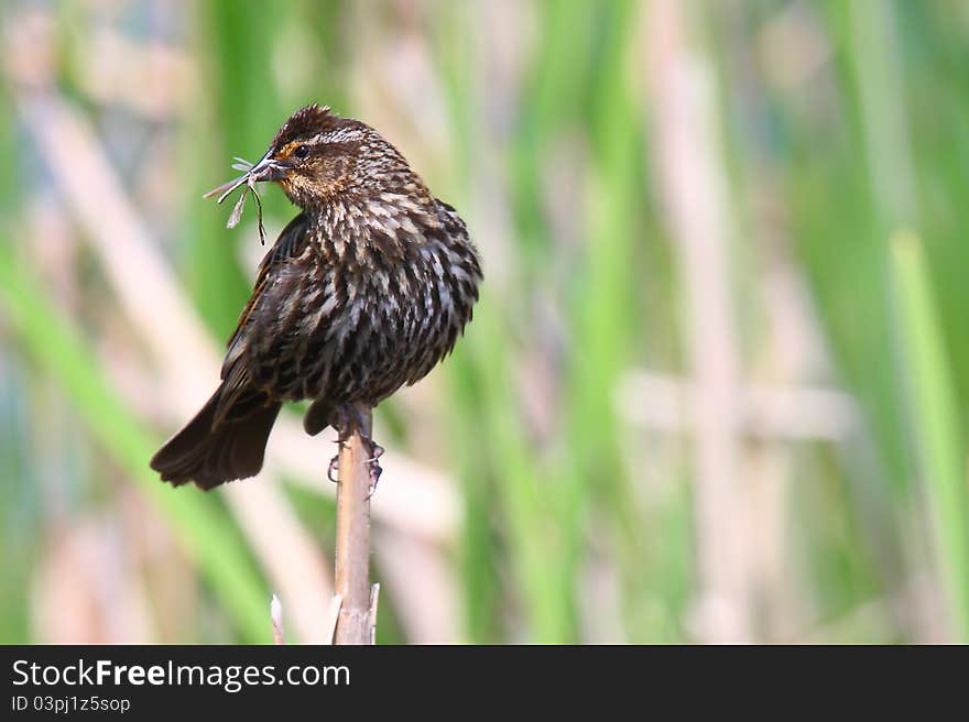 This female red-winged blackbird and an unlucky dragonfly are today's lucky shot. This female red-winged blackbird and an unlucky dragonfly are today's lucky shot.