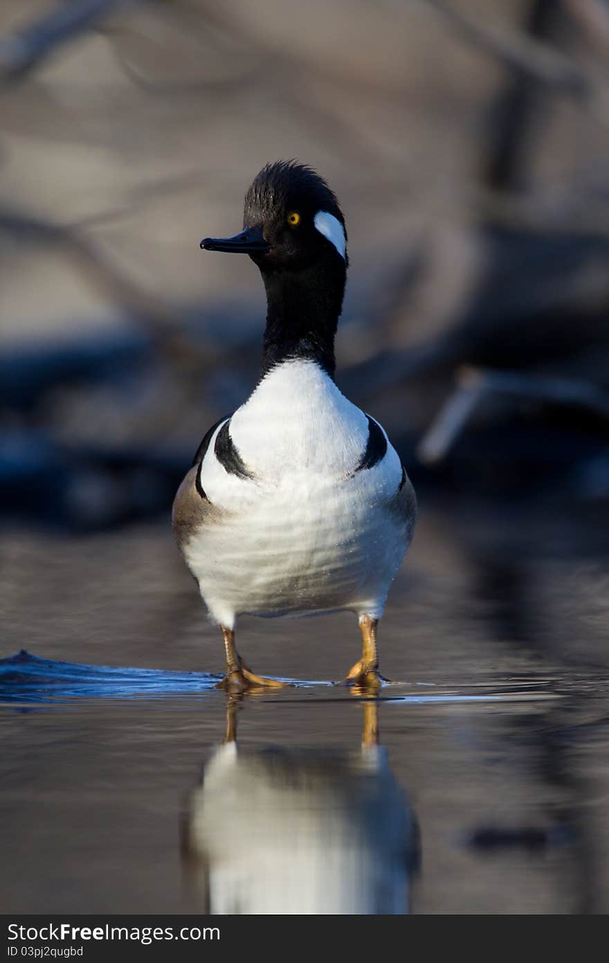 Hooded Merganser standing alert on a submerged log in a swamp.