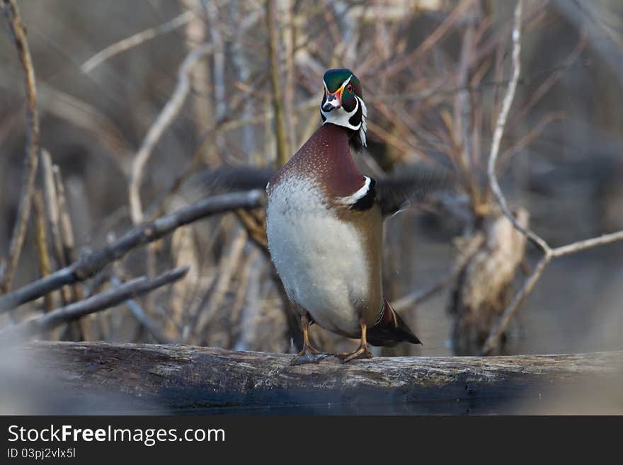 Wood Duck flapping his wings while sitting on a log.