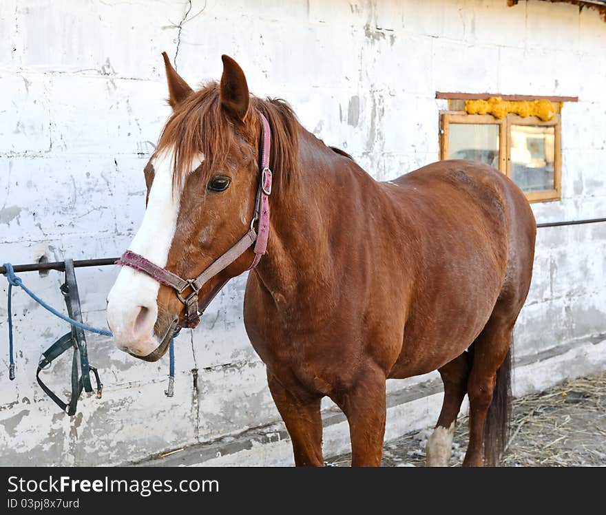 Portrait of brown horse near a wall. Portrait of brown horse near a wall