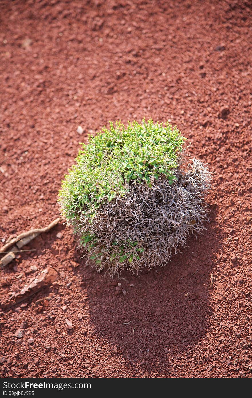 Green Plant On Red Earth