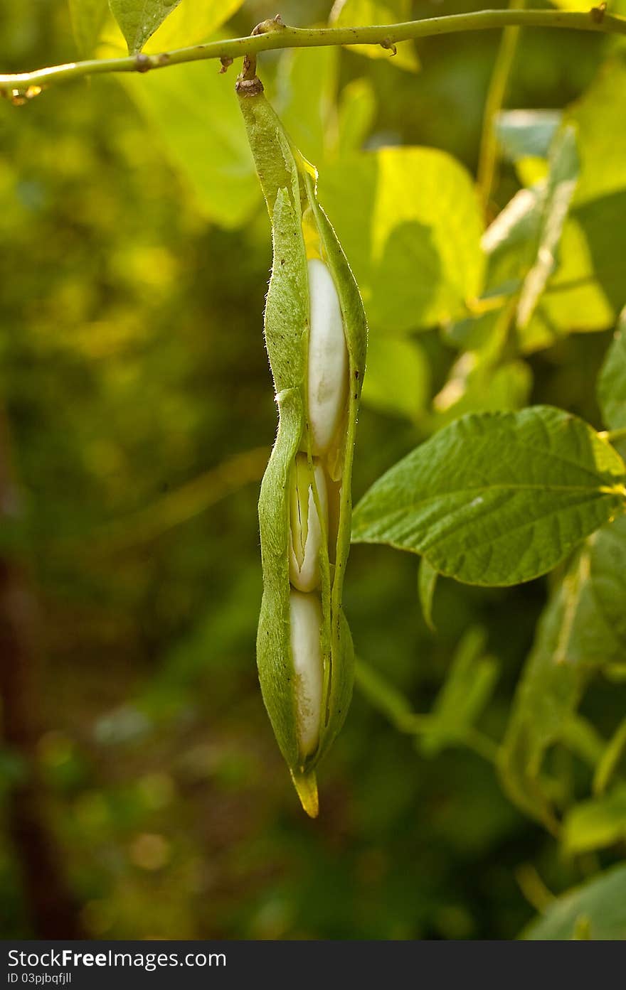 Bean on the branch in the vegetable-garden