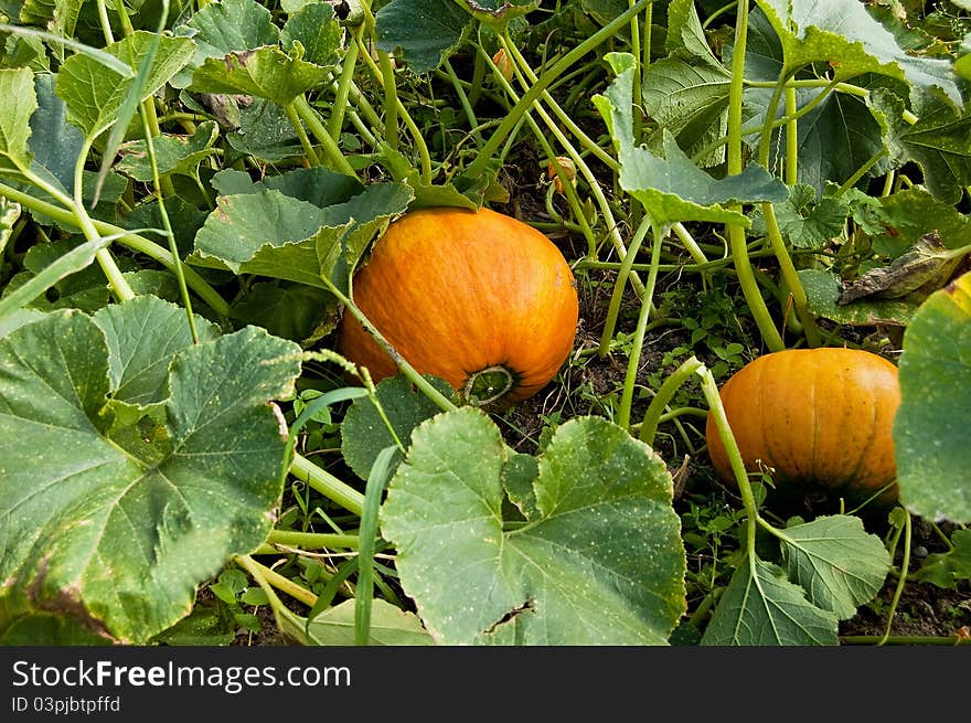 Pumpkin On The Vine