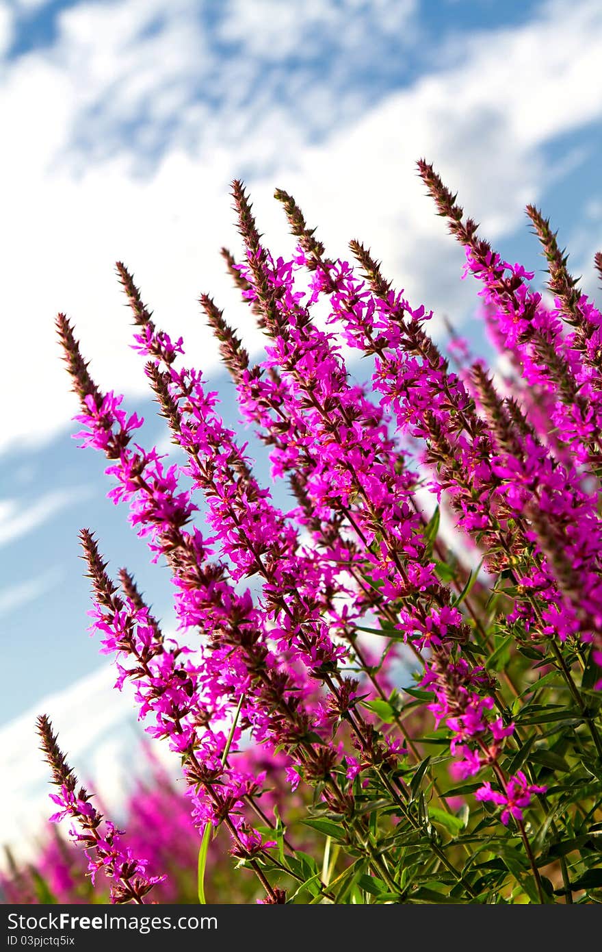 Beautiful purple flowers in the meadow