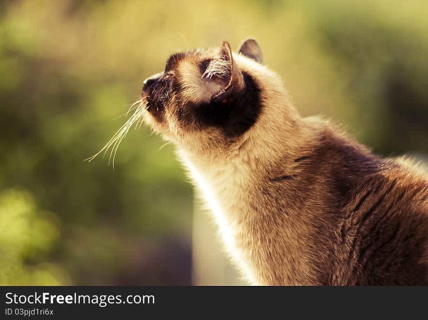 A shot of a siamese cat in sunny day