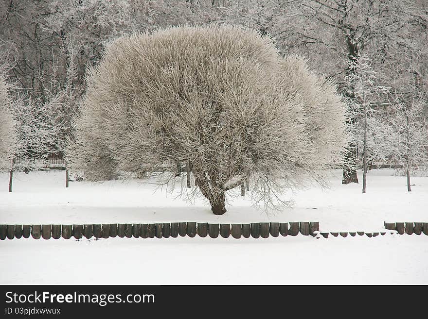 Tree with ice and snow and wooden logs  along frozen lake in winter. Tree with ice and snow and wooden logs  along frozen lake in winter