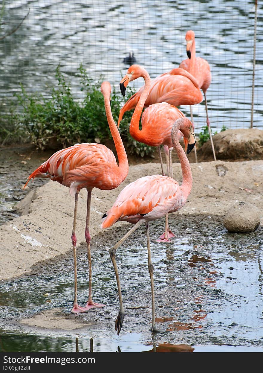 Beautiful American Flamingo standing on two foot. Russia, Moscow Zoo