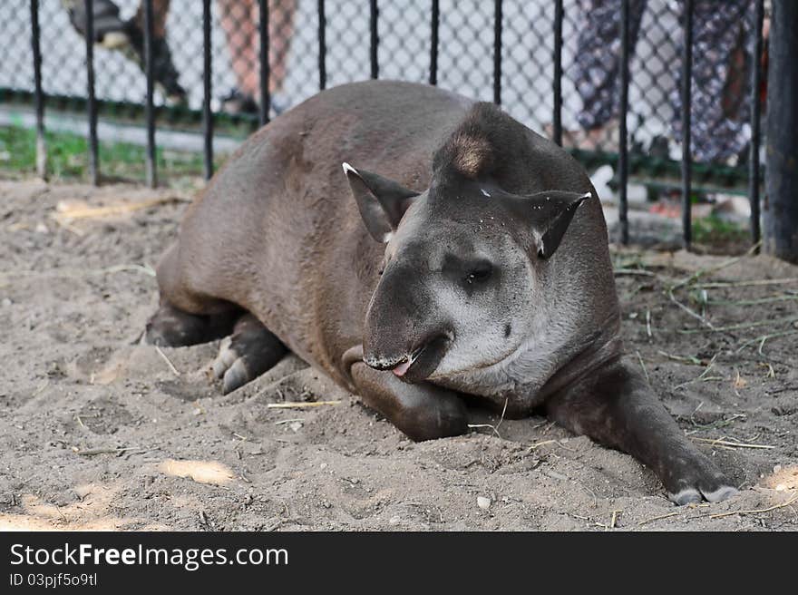 Malayan Tapir, also called Asian Tapir (Tapirus indicus)